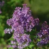 Scentara Pura Lilac Live Plant - 4" Pot - Fragrant Purple Flowers - Image 1