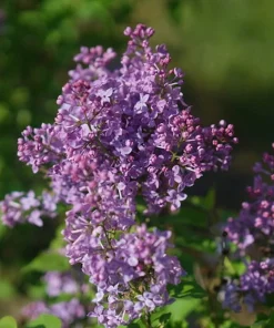 Scentara Pura Lilac Live Plant - 4