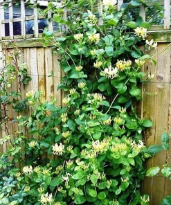Scentsation Honeysuckle Live Plant – Fragrant Yellow Blooms – 4 inch Pot – Outdoor Vine - Image 2