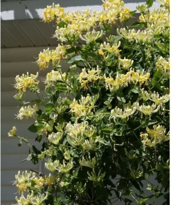 Scentsation Honeysuckle Live Plant – Fragrant Yellow Blooms – 4 inch Pot – Outdoor Vine - Image 3