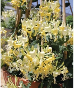 Scentsation Honeysuckle Live Plant – Fragrant Yellow Blooms – 4 inch Pot – Outdoor Vine - Image 4