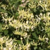Scentsation Honeysuckle Live Plant – Fragrant Yellow Blooms – 4 inch Pot – Outdoor Vine - Image 1