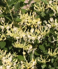 Scentsation Honeysuckle Live Plant – Fragrant Yellow Blooms – 4 inch Pot – Outdoor Vine - Image 1