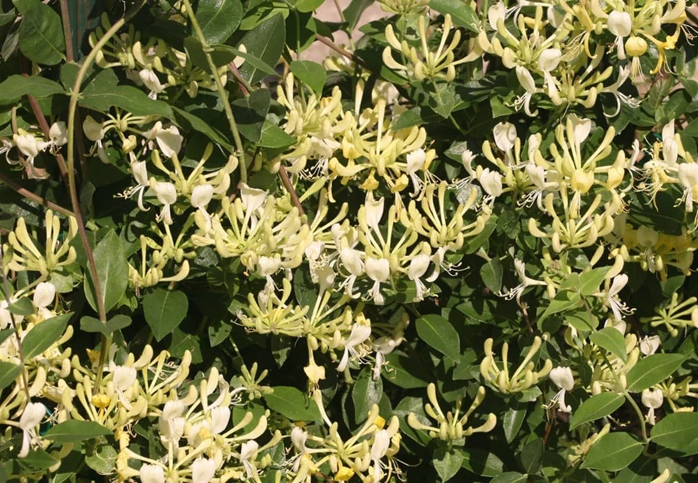 Scentsation Honeysuckle Live Plant – Fragrant Yellow Blooms – 4 inch Pot – Outdoor Vine - Image 1