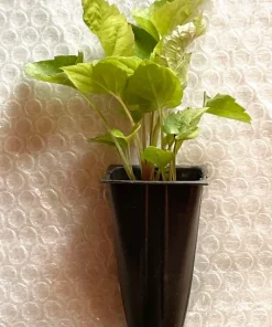 Schreber's Aster Live Plant – Native Perennial Plug-Grown Seedlings (4-Pack) - Image 3