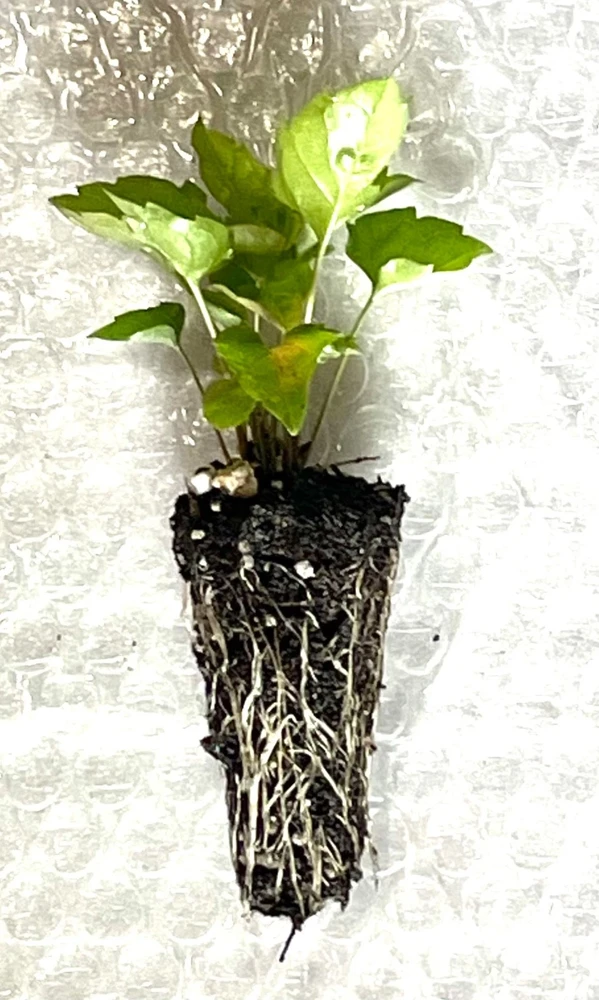 Schreber's Aster Live Plant – Native Perennial Starter Plugs – 5-Pack - Image 3