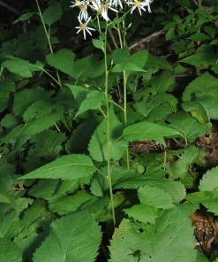 Schreber's Aster Live Plant – Native Perennial Starter Plugs – 5-Pack - Image 1