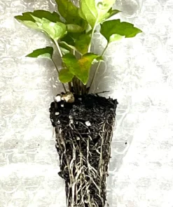 Schreber's Aster Live Plant – Starter Plugs (10-Pack) – Native Perennial - Image 3