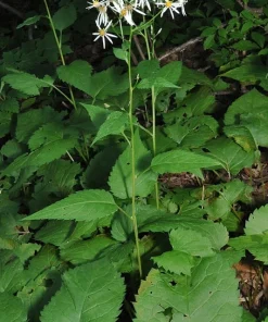 Schreber's Aster Live Plant – Starter Plugs (10-Pack) – Native Perennial - Image 1