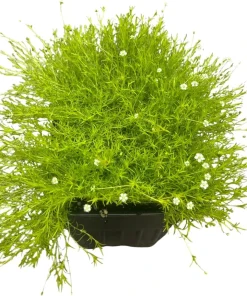 Scottish Moss Sagina subulata Aurea Live Plant - Quart Pot - Hardy Groundcover - Image 2