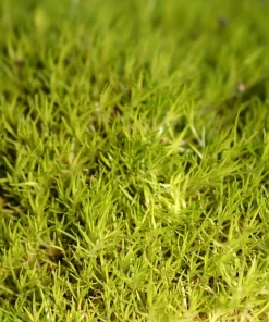 Scottish Moss Sagina subulata Aurea Live Plant - Quart Pot - Hardy Groundcover - Image 3