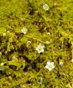 Scottish Moss Sagina subulata Aurea Live Plant - Quart Pot - Hardy Groundcover - Image 4