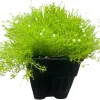 Scottish Moss Sagina subulata Aurea Live Plant - Quart Pot - Hardy Groundcover - Image 1