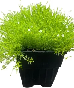 Scottish Moss Sagina subulata Aurea Live Plant - Quart Pot - Hardy Groundcover - Image 1