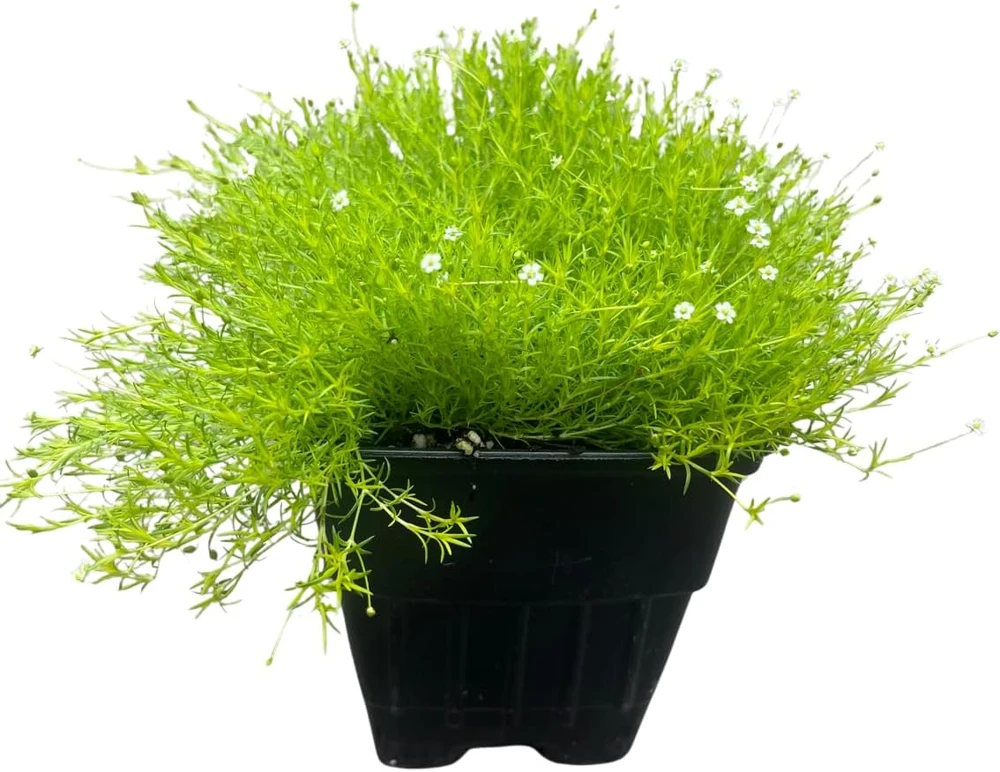 Scottish Moss Sagina subulata Aurea Live Plant - Quart Pot - Hardy Groundcover - Image 1