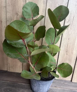 Sea Grape in 10" Pot, Coccoloba uvifera – Tropical Coastal Plant – Salt Tolerant Live Shrub - Image 2