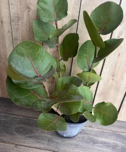 Sea Grape in 10
