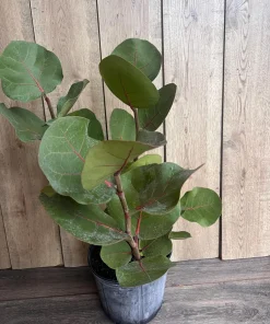 Sea Grape in 10