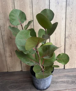 Sea Grape in 10