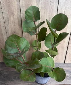 Sea Grape in 10