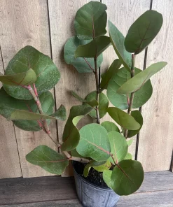 Sea Grape in 10