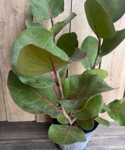 Sea Grape in 10
