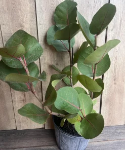Sea Grape in 10