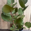 Sea Grape in 10" Pot, Coccoloba uvifera – Tropical Coastal Plant – Salt Tolerant Live Shrub - Image 1