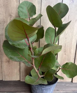 Sea Grape in 10