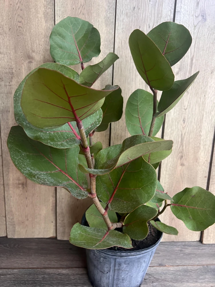 Sea Grape in 10" Pot, Coccoloba uvifera – Tropical Coastal Plant – Salt Tolerant Live Shrub - Image 1
