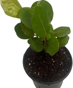 Sea Grape Live Plant - Coccoloba uvifera - 4 inch Pot Tropical Houseplant - Image 2