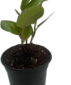 Sea Grape Live Plant - Coccoloba uvifera - 4 inch Pot Tropical Houseplant - Image 3