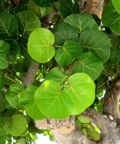 Sea Grape Live Plant - Coccoloba uvifera - 4 inch Pot Tropical Houseplant - Image 4