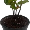 Sea Grape Live Plant - Coccoloba uvifera - 4 inch Pot Tropical Houseplant - Image 1