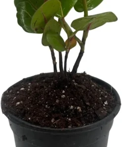 Sea Grape Live Plant - Coccoloba uvifera - 4 inch Pot Tropical Houseplant - Image 1