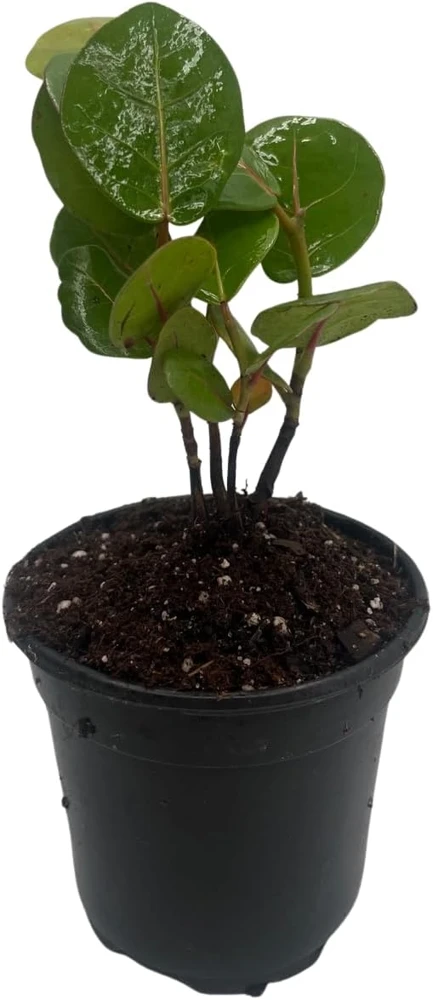 Sea Grape Live Plant - Coccoloba uvifera - 4 inch Pot Tropical Houseplant - Image 1