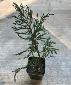 Sea Green Juniper Live Plant - Juniperus Chinensis, 4
