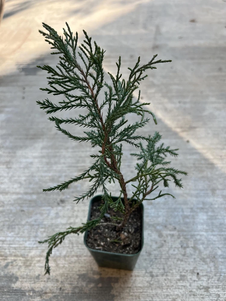 Sea Green Juniper Live Plant - Juniperus Chinensis, 4" Pot, 10-12 inches - Image 2