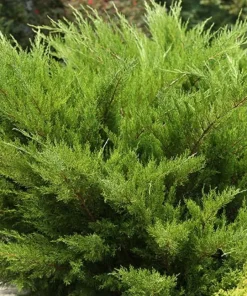 Sea Green Juniper Live Plant - Juniperus Chinensis, 4