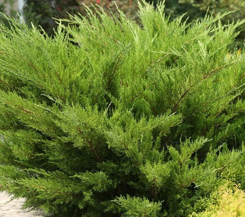 Sea Green Juniper Live Plant - Juniperus Chinensis, 4" Pot, 10-12 inches - Image 3
