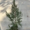 Sea Green Juniper Live Plant - Juniperus Chinensis, 4" Pot, 10-12 inches - Image 1