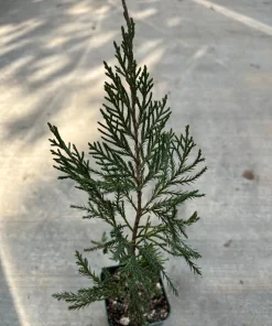 Sea Green Juniper Live Plant - Juniperus Chinensis, 4