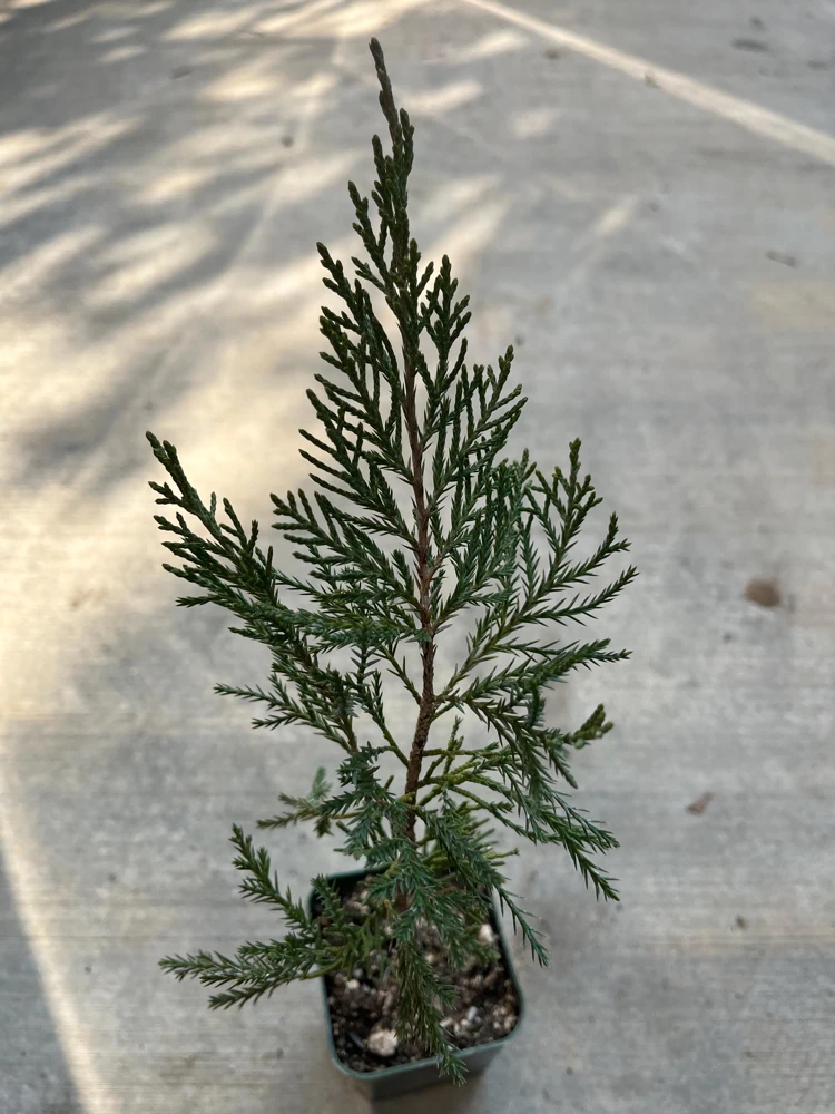 Sea Green Juniper Live Plant - Juniperus Chinensis, 4" Pot, 10-12 inches - Image 1