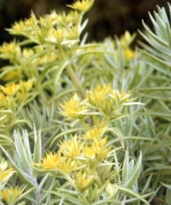 Sedum lineare 'Variegatum' Live Plant – 2.5