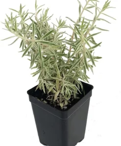Sedum lineare 'Variegatum' Live Plant – 2.5