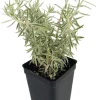 Sedum lineare 'Variegatum' Live Plant – 2.5" Pot – Indoor/Outdoor Succulent - Image 1