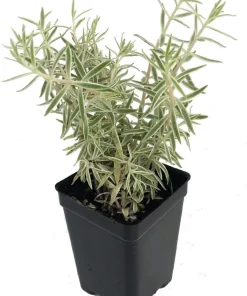 Sedum lineare 'Variegatum' Live Plant – 2.5