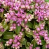 Sedum obtusifolium 'Listoniae' Seeds - 50 Seeds, Pink Flowers, Deer Resistant Groundcover - Image 1