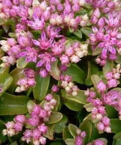 Sedum obtusifolium 'Listoniae' Seeds - 50 Seeds, Pink Flowers, Deer Resistant Groundcover - Image 1