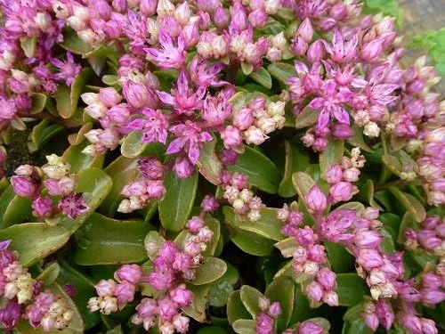 Sedum obtusifolium 'Listoniae' Seeds - 50 Seeds, Pink Flowers, Deer Resistant Groundcover - Image 1